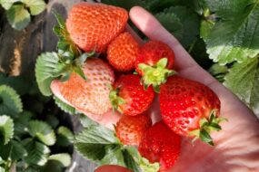 🏢不動産事業者が挑戦する農業！    アクアポニックス事業についてご紹介！ 🏢