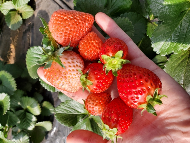 🏢不動産事業者が挑戦する農業！    アクアポニックス事業についてご紹介！ 🏢