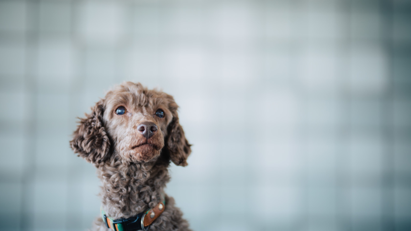 分譲マンションでペット飼育可能にするための飼育細則づくり５つのポイント