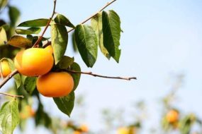 隣家から伸びた木の枝＆木の根！越境トラブル対処法！