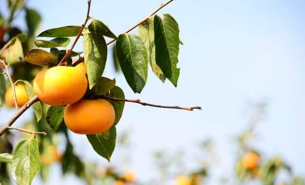 隣家から伸びた木の枝&木の根!越境トラブル対処法! 隣家から伸びた木の枝&木の根!越境トラブル対処法!