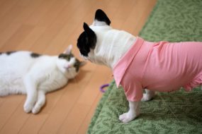 ペットと住みたい…でもマンションでペットって飼っていいの？