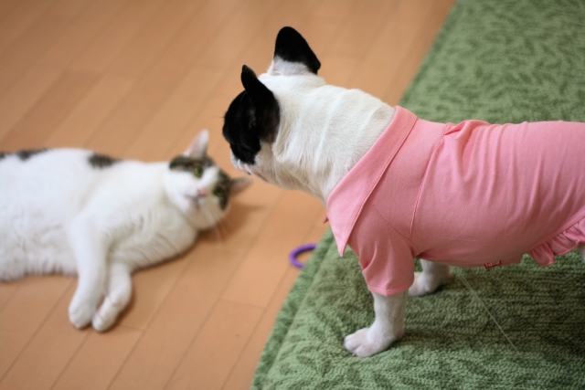 ペットと住みたい…でもマンションでペットって飼っていいの？