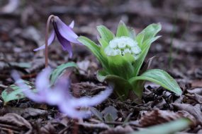 災害時にも活用できる「お料理レシピ」のご紹介