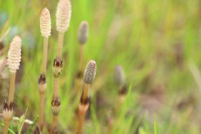 寮食メニュー・春のおすすめ！「春野菜の天ぷら」「菜の花のお浸し」etc.
