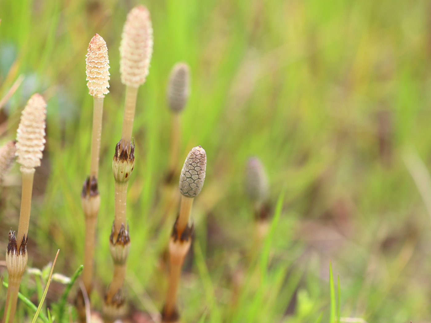 寮食メニュー・春のおすすめ！「春野菜の天ぷら」「菜の花のお浸し」etc.