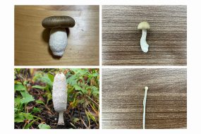 知っておきたいマンションの【屋上にあるキノコ】みたいなやつの正体