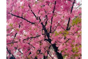 暖かで気分が弾みこの季節は春の大掃除『スプリング・クリーニング』