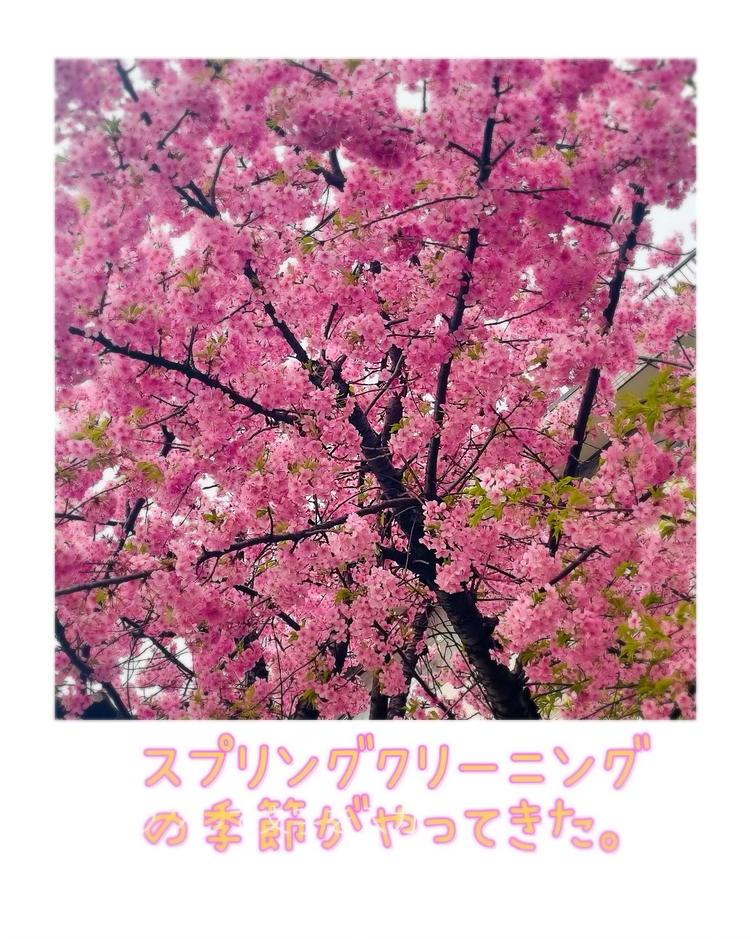 暖かで気分が弾みこの季節は春の大掃除『スプリング・クリーニング』 暖かで気分が弾みこの季節は春の大掃除『スプリング・クリーニング』