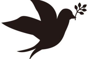 知って損はない、住生活お困りごとの豆知識　～鳩害について～