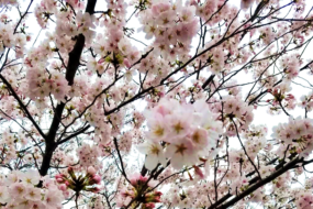 自然死は事故物件になる？～事故物件の定義と告知義務について～