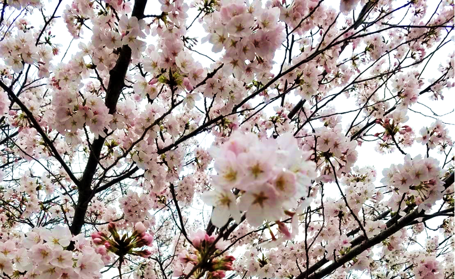 自然死は事故物件になる？～事故物件の定義と告知義務について～