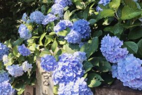 排水管ってなんで詰まるの？～原因と対策～