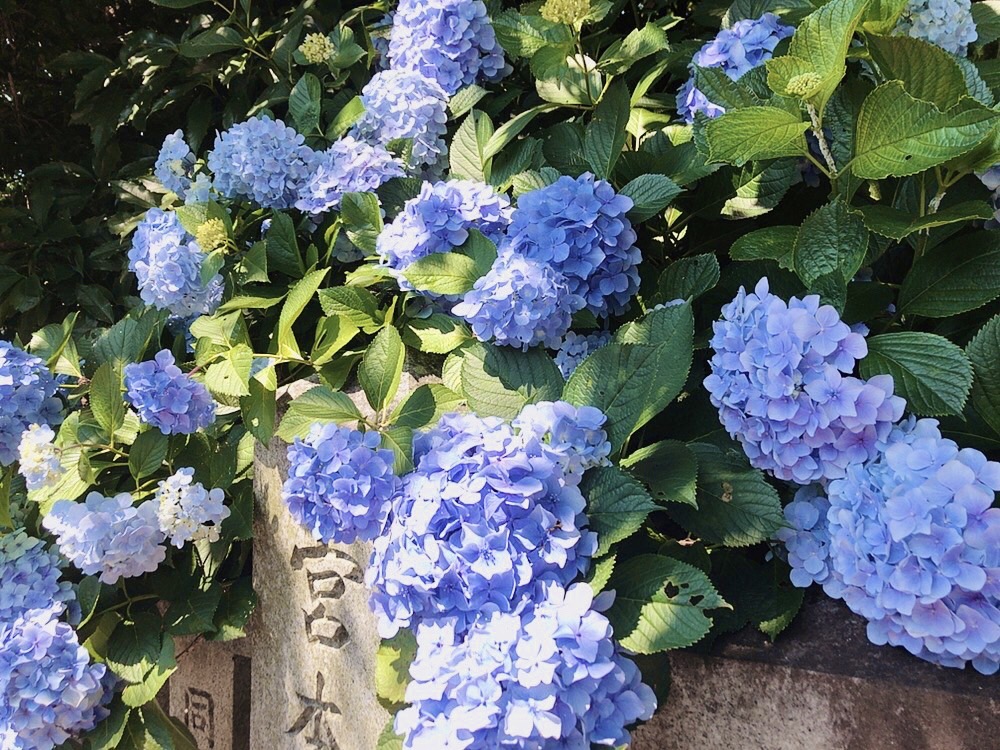 排水管ってなんで詰まるの？～原因と対策～