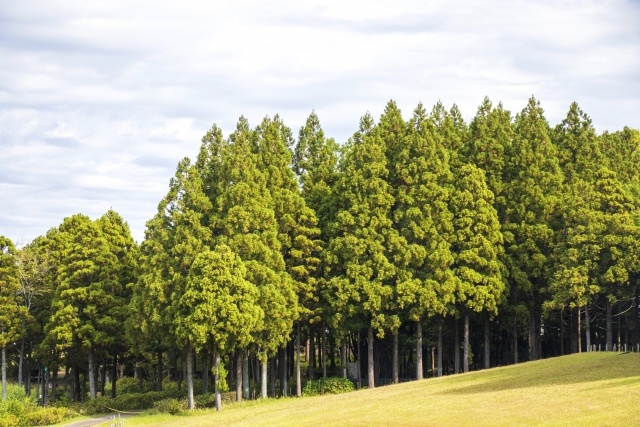 食物や化学物質だけじゃない！意外なアレルギーについて