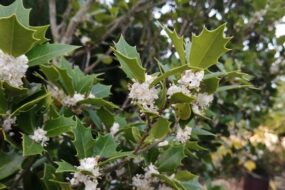 生垣の選び方★よく見かける生垣 3選の特徴