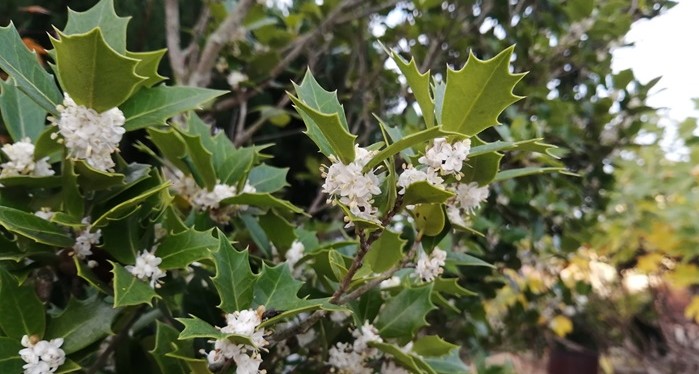 生垣の選び方★よく見かける生垣 3選の特徴