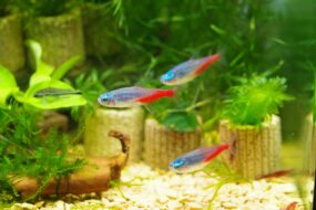 【ビル管理士の休日】アクアリウムで学ぶ環境衛生