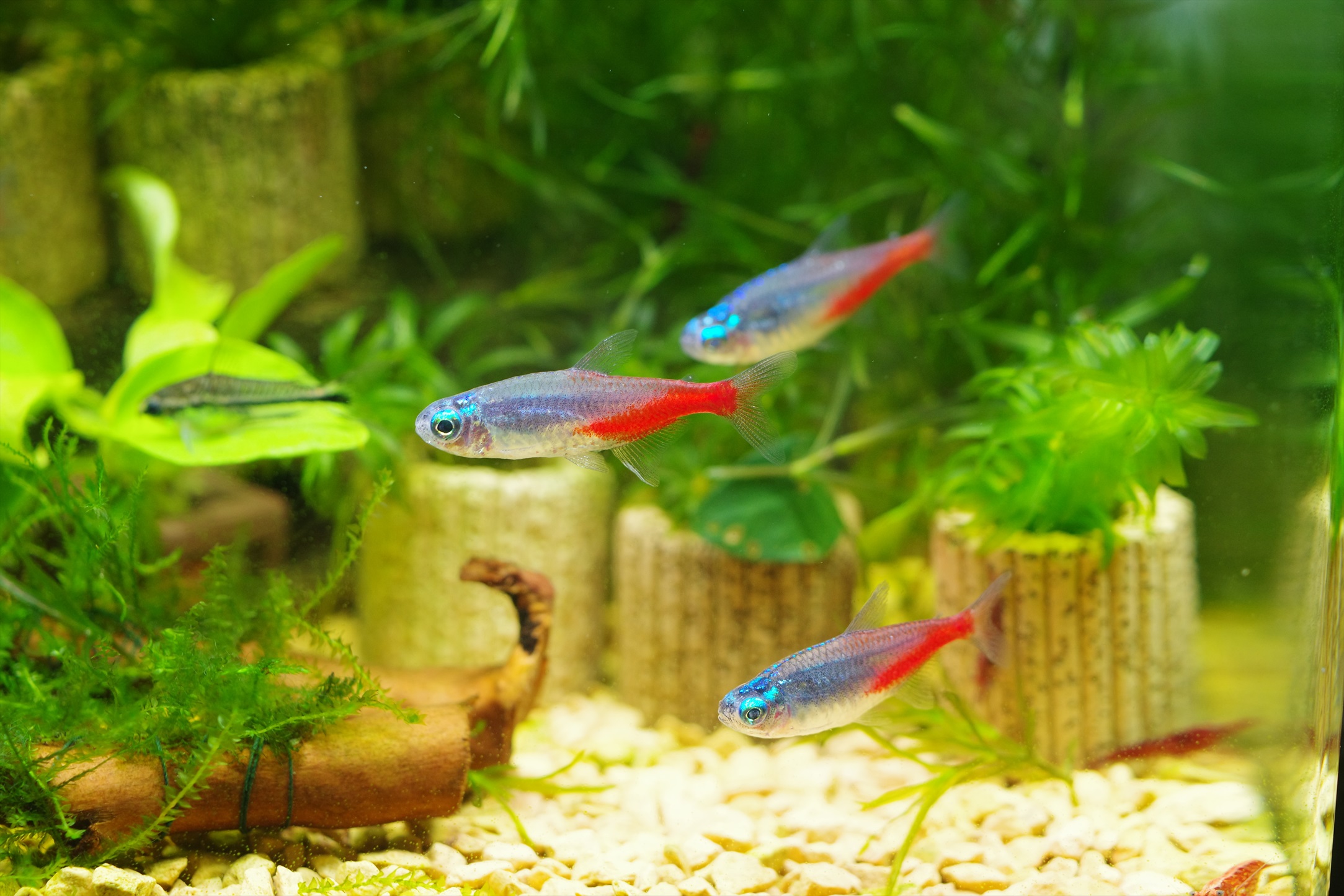 【ビル管理士の休日】アクアリウムで学ぶ環境衛生 【ビル管理士の休日】アクアリウムで学ぶ環境衛生