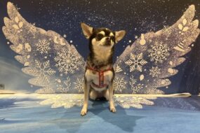 マンションでのペット選び